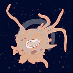 Vector illustration of single-celled eukaryote Lobosa, Protozoa photo