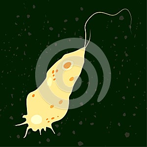Vector illustration of single-celled eukaryote Mycetozoa, Protozoa photo