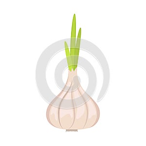 Vector illustration of a single head of garlic on a white background. Flat design.