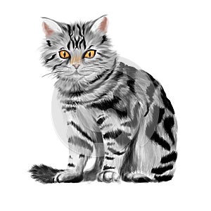 Vector illustration of sitting tabby kitten