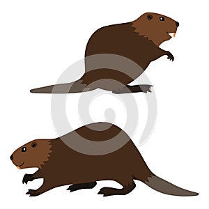 Two cute beavers photo