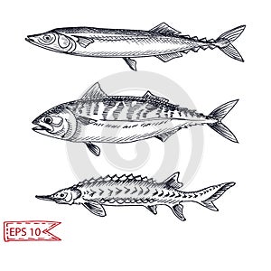 Vector illustration sketch - fish. Hand drawn sketsh card menu seafood restaurant.