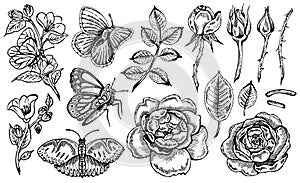 Vector illustration of sketch hand drawn set of flowers, leaves and butterflies isolated on white background.