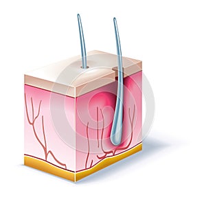 Vector illustration of skin organ
