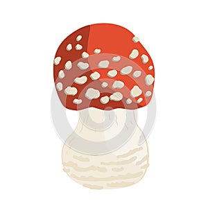 Vector illustration of small Amanita mushroom. Poisonous toadstool fly agaric. White spotted red mushroom isolated on