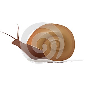 Vector illustration of a snail Marisa.