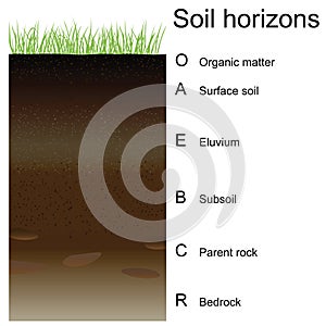 Vector illustration of soil horizons (layers)