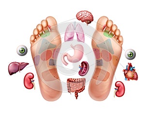 Vector illustration of soles of feet with marked by reflexology zones for acupuncture and organs on background