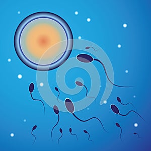 Vector illustration of spermatozoon and egg cell