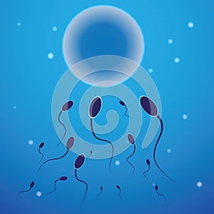 Vector illustration of spermatozoon and egg cell