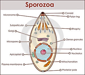Vector illustration of a sporozoa