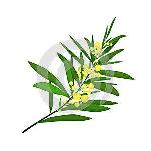 Vector illustration of a sprig of mimosa flowers isolated