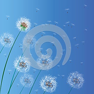 Vector illustration of spring background with white dandelions. Dandelion seeds blowing from stem