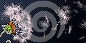 Vector illustration of spring dandelions on transparent background. Dandelion seeds blowing from stem.