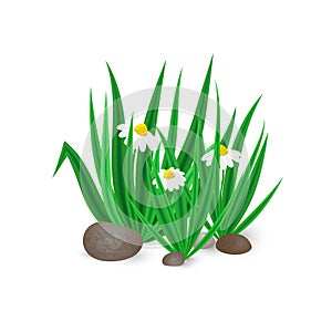 Vector illustration of spring green grass, blooming Bellis flowers on white background