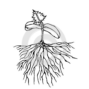 Vector Illustration of Sprout with Three Leves and Roots. Seedling, Shoot, Gardening Plant. Trees, Flowers, Vegetables Cucumber, Z