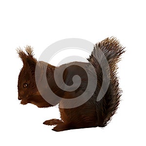 Vector-illustration-of-a-squirrel