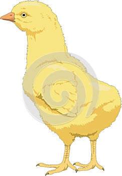 Baby Chick Standing Illustration