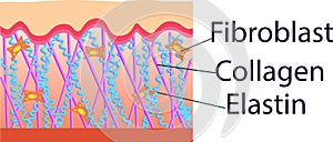 Vector illustration of structure cells with collagen, elastin and fibroblast