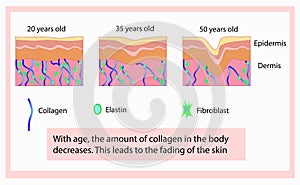 Vector illustration of structure cells with collagen, elastin and fibroblast, aging process photo