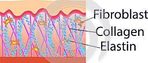 Vector illustration of structure cells with collagen, elastin and fibroblast photo