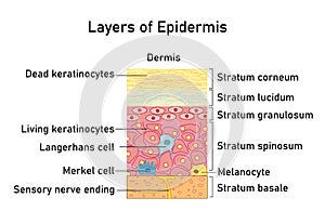 Vector illustration with structure of dermis for medical and educational pictures isolated