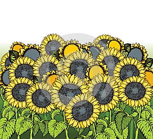 Vector illustration. Sunflowers