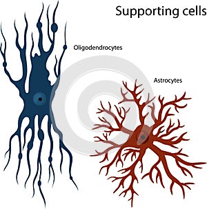 supporting cells Oligodendrocytes and astrocytes. photo