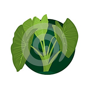 Vector illustration of taro leaves. Taro green leaves illustration photo