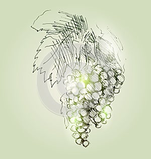 Vector illustration tassels grapes