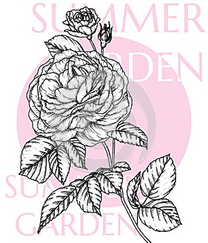 Vector illustration of tea rose flower