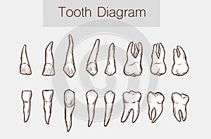 Vector illustration of a Teeth anatomy