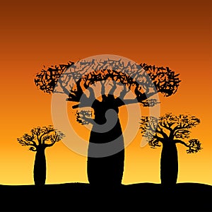Vector illustration three baobabs at sunset