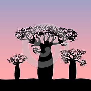 Vector illustration three baobabs at sunset
