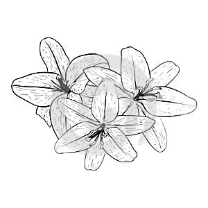 Vector illustration of three lily flowers in full bloom looking to us. Black outline of petals, graphic drawing. For