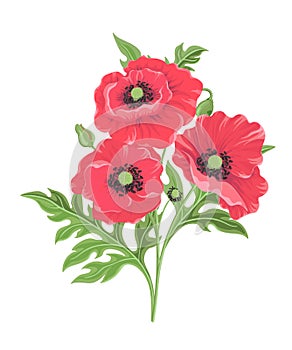 Vector illustration of three red poppies isolated on white background