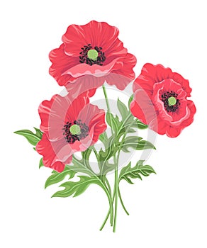 Vector illustration of three red poppies isolated on white background