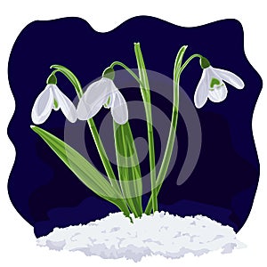 Vector illustration of three shoots of snowdrops in snow.