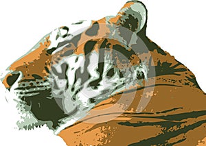 Vector illustration of Tiger