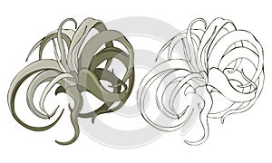 Vector illustration of tillancy xerography isolated on white background. Exotic air plant contoured and in color