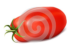 Vector illustration of tomato San Marzano.