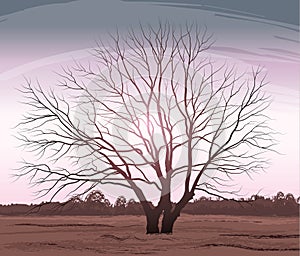 Ilustraciones un árbol. Roble sin hojas 