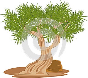 Vector illustration tree saxaul rising in desert