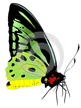 Vector illustration of tropical butterfly