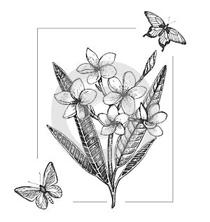 Vettore illustrazioni da tropicale fiore farfalle isolato su sfondo bianco. dipinto a mano insetti. grafico 