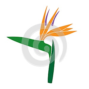 Vector illustration of tropical Strelitzia reginae or bird of paradise flower