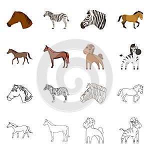 Vector illustration of trot and running logo. Collection of trot and clipart stock vector illustration.