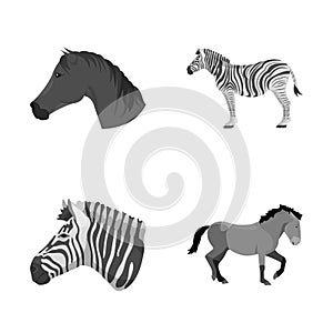 Vector illustration of trot and running logo. Set of trot and clipart stock symbol for web.