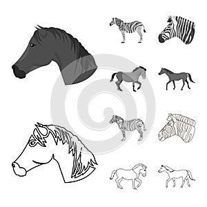 Vector illustration of trot and running sign. Collection of trot and clipart vector icon for stock.