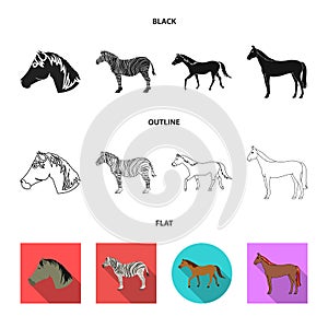 Vector illustration of trot and running sign. Set of trot and clipart stock symbol for web.